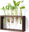 Vase/Terrarium on Wooden Stand for Propagating Hydroponic Plants