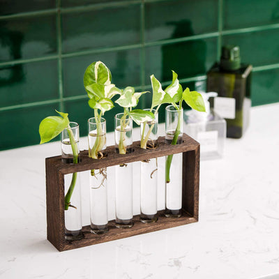 Vase/Terrarium on Wooden Stand for Propagating Hydroponic Plants