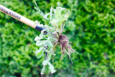 The Original Stand Up Weed Puller Tool with Long Handle