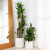 Cotton Rope Planter Baskets for Indoor Plants